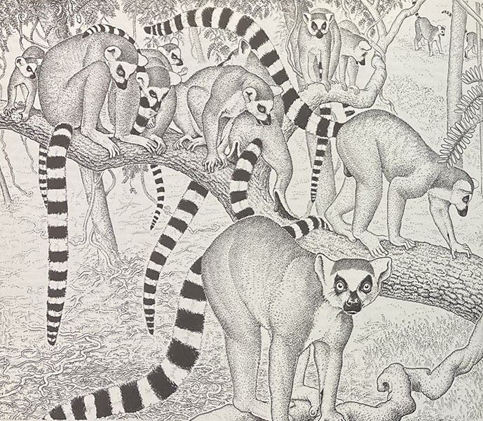 Lemurs, pen-and-ink drawing by Sarah Landry, detail of fig. 26-3, in Sociobiology: The New Synthesis, by E.O. Wilson, pp. 532-3, 1975 (Linda Hall Library)