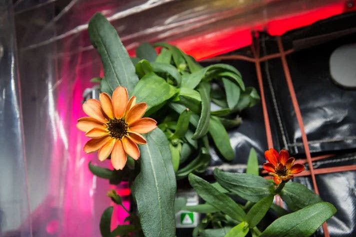 Zinnia grown from a seed on the International Space Station, photograph, Jan. 16, 2016 (nasa.gov)