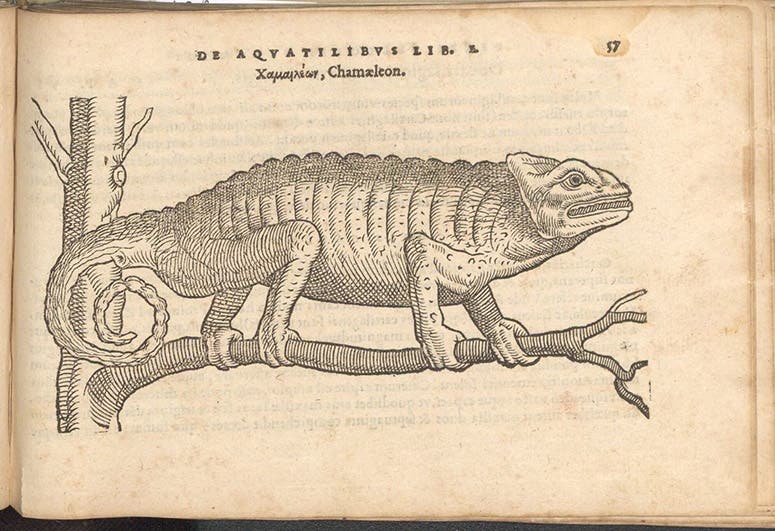 Chameleon, woodcut in De aquatilibus, by Pierre Belon, 1553 (Linda Hall Library)