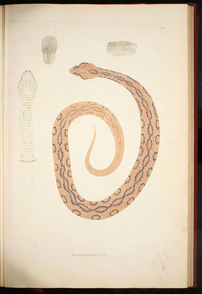 “Katuka Rekula Poda” [Russell’s viper], hand-colored engraving by William Skelton, in Patrick Russell, Account of Indian Serpents, 1796 (Linda Hall Library)