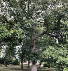 Chinkapin Oak summer