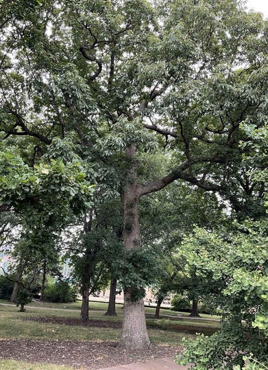 Chinkapin Oak summer