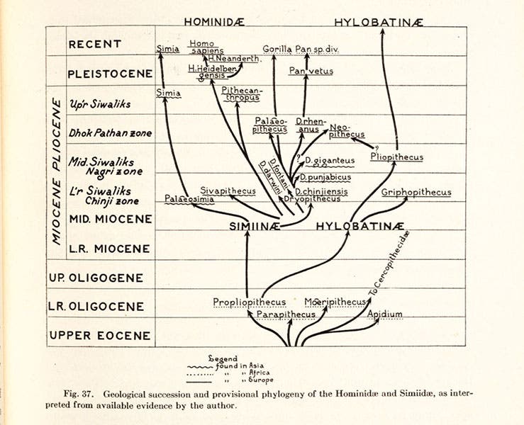 Detail of the primate evolutionary tree from fifth image, 1916 (Linda Hall Library)
