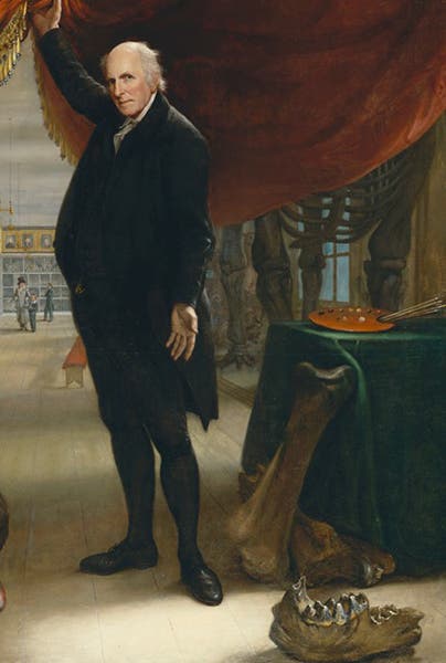 The Peale mastodon mount, femur or humerus, and jaw with molar, detail of The Artist in his Museum, by Charles Willson Peale, 1822, Pennsylvania Academy of Fine Arts (pafa.org)
