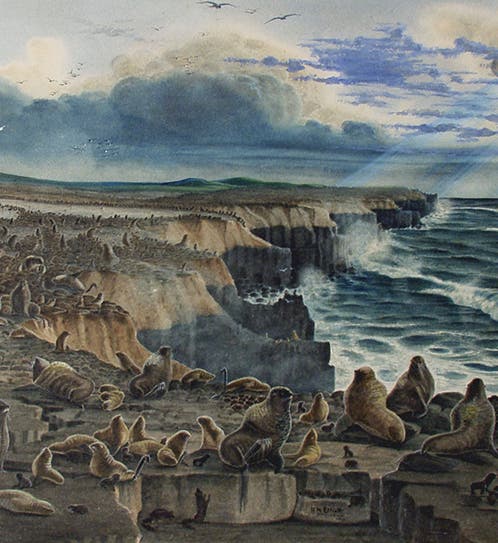 Seal Rookery, Pribilof Islands, Alaska, watercolor by Henry Wood Elliott, 1872, Phoebe A. Hearst Museum, Berkeley (alaskajewishmjuseum.com)