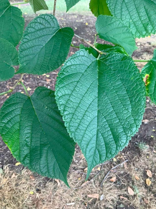 Red Mulberry leaf