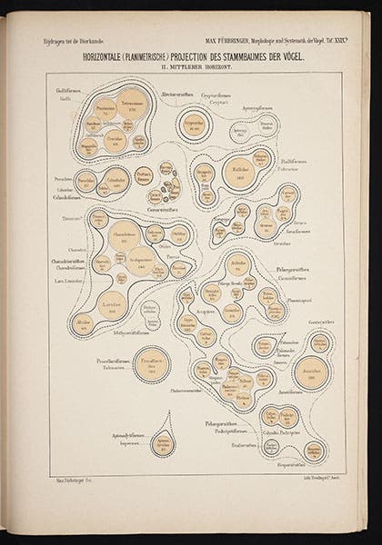 Cross-section of tree in first image, made about half-way up, from Max Fürbringer, Untersuchungen der Vögel, 1888 (Linda Hall Library)