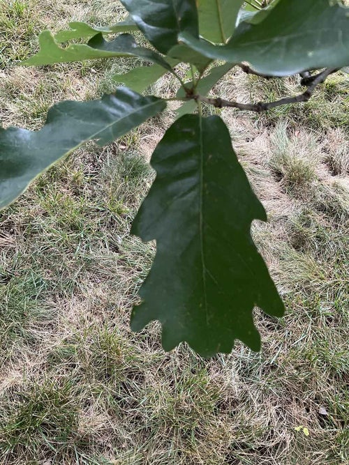 Stelloides Oak leaf