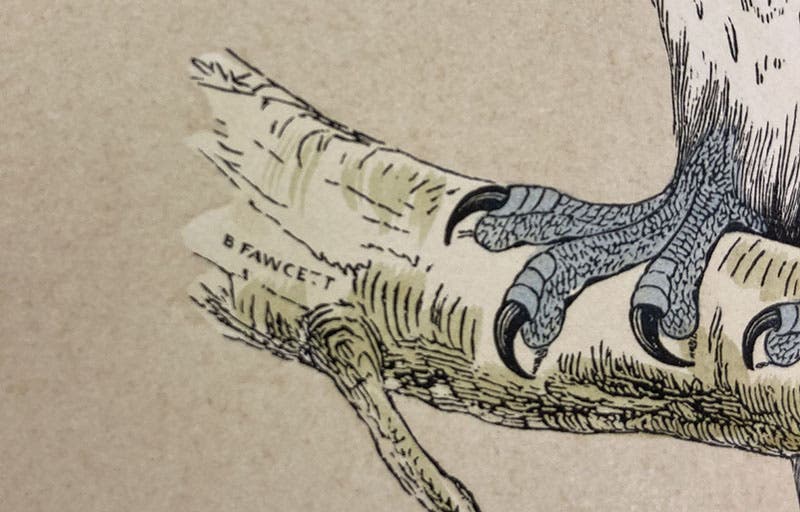 Signature of Benjamin Fawcett, detail of sixth image, Osprey, colored wood engraving, A History of British Birds, by Francis Orpen Morris, vol. 1, plate 6, p. 31, 1851 (Linda Hall Library)
