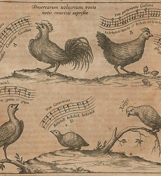 Detail of fourth image, transcribing songs of a cock, a hen, a cuckoo, a quail, and a parrot (Linda Hall Library)