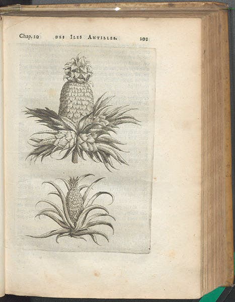 Views of two kinds of pineapple, engraving, Charles de Rochefort, Histoire naturelle et morale des iles Antilles de l'Amerique, 1658 (Linda Hall Library)