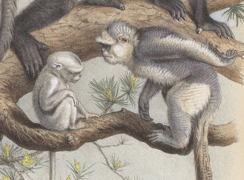 Two young black-and-white snub-nosed monkeys, detail of fourth image, a chromolithograph by Adolphe Millot, in Nouvelles Archives du Muséum d’Histoire Naturelle, ser. 3, vol. 10, plate 10, 1898 (Linda Hall Library)