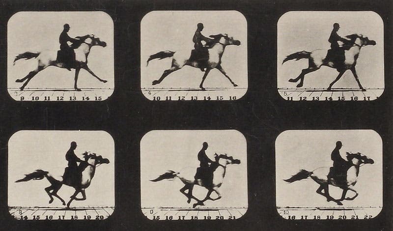 Detail of a heliotype of a horse at a gallop, showing all four feet off the ground, photographed by Eadweard Muybridge, in The Horse in Motion, 1882 (Linda Hall Library)