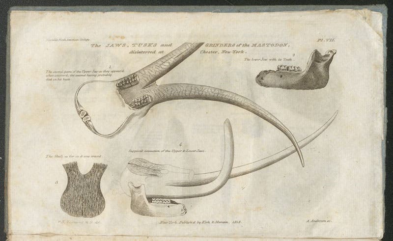 Views of the skull of mastodon found by Mitchill at Chester, New York, in 1817, engraving in Samuel Latham Mitchill (ed.), Essay on the Theory of the Earth, by Georges Cuvier, 1818 (Linda Hall Library)