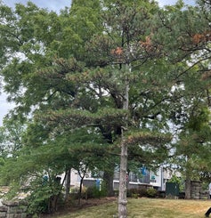 Austrian Pine summer