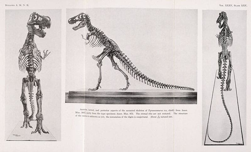 First mounted skeleton of Tyrannosaurus rex, supervised by Osborn, photograph from Bulletin of the AMNH, 1916 (Linda Hall Library)