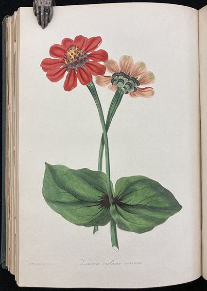 Zinnia violacea, hand-colored engraving, Paxton’s Magazine of Botany, vol. 1, 1834 (Linda Hall Library)