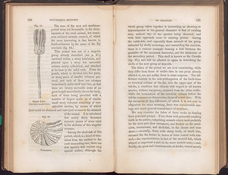 A crinoid and an ammonite, text wood-engravings, David Ansted, Ancient World, 1847 (Linda Hall Library)