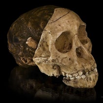 The Taung skull, jaw, and brain cast, recent photo of the specimen described by Raymond Dart in 1925 and named Australopithecus africanus, in the collection of the University of the Witwatersrand (Evolutionary Studies Institute), Johannesburg, South Africa (Wikimedia commons)