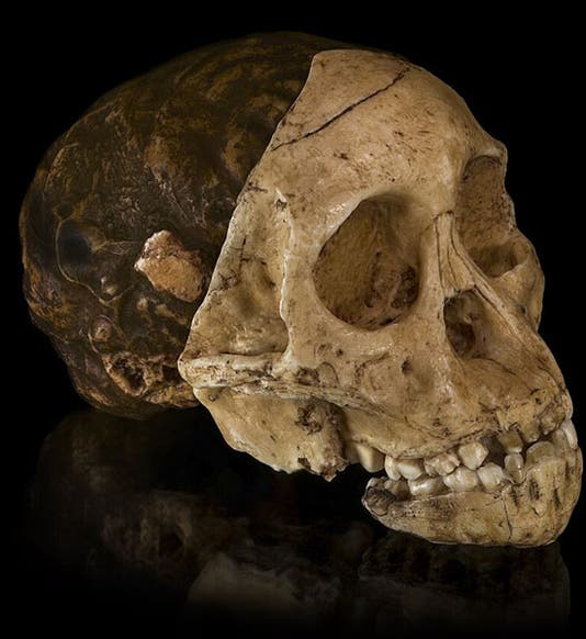 The Taung skull, jaw, and brain cast, recent photo of the specimen described by Raymond Dart in 1925 and named Australopithecus africanus, in the collection of the University of the Witwatersrand (Evolutionary Studies Institute), Johannesburg, South Africa (Wikimedia commons)