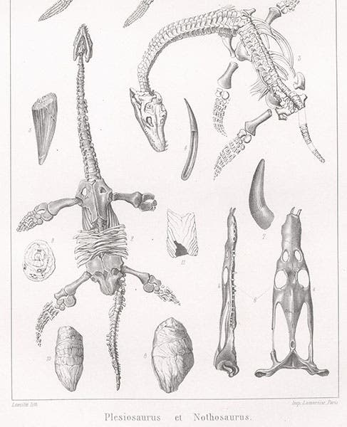 Plesiosaurus, after William Buckland, 1836, detail of a larger plate, lithograph by Pierre Lackenbauer, in Traité de paléontologie, Atlas, by François-Jules Pictet, plate 28, 1853-57 (Linda Hall Library)