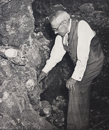 Robert Broom at Sterkfontein with skull in situ, from <i>Natural History</i>, 1947 (Linda Hall Library)