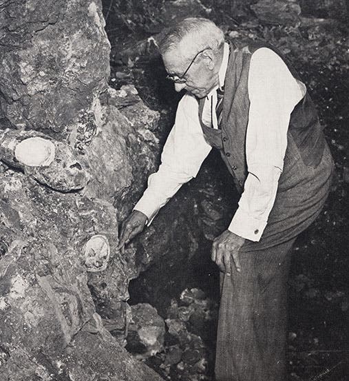 Robert Broom at Sterkfontein with skull in situ, from <i>Natural History</i>, 1947 (Linda Hall Library)