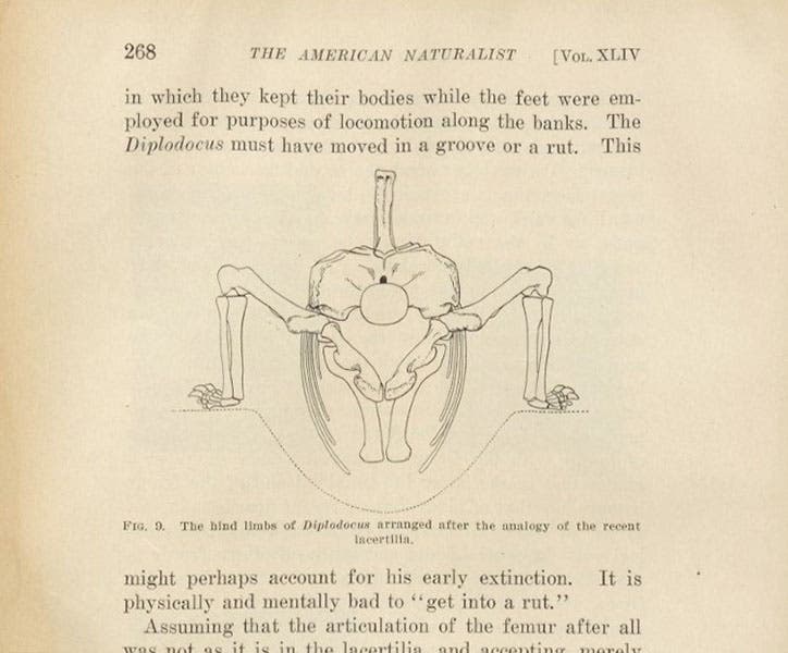 A sprawling Diplodocus in a ditch, as imagined by William J. Holland in order for it to walk about, American Naturalist, vol. 44, 1910 (Linda Hall Library)