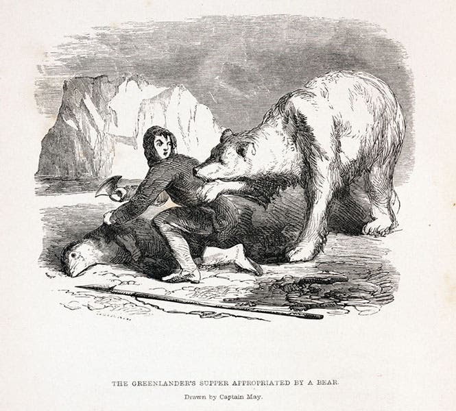 “The Greenlander’s supper appropriated by a bear,” wood engraving, Francis Leopold McClintock, The Voyage of the ‘Fox’, 1859 (Linda Hall Library)