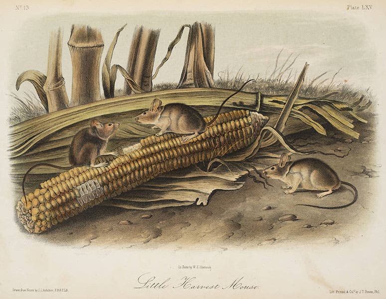 “Little Harvest Mouse,” hand-colored lithograph by John James Audubon and William E. Hitchcock, in John James Audubon and John Bachman, Quadrupeds of North America, 1849-54 (Linda Hall Library)