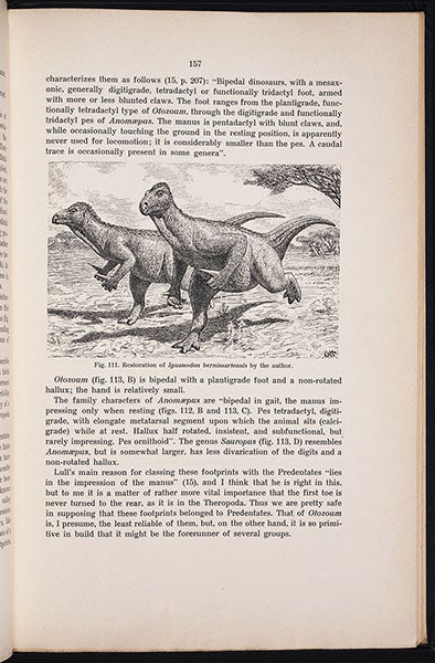 “Restoration of Iguanodon bernissartensis by the author,” drawing by Gerhard Heilmann, in his The Origin of Birds, 1926 (Linda Hall Library)