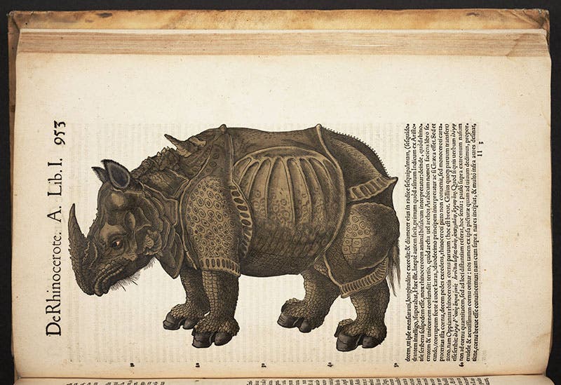 Rhinoceros, hand-colored woodcut, Gessner, Historia animalium, 1551 (Linda Hall Library)
