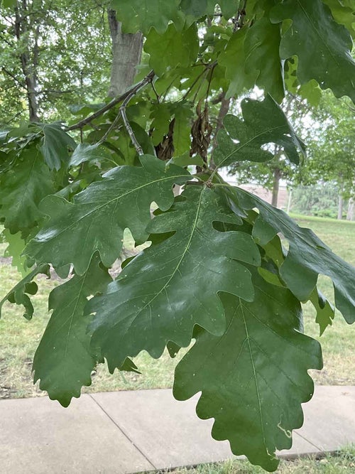 Bebb Oak leaf