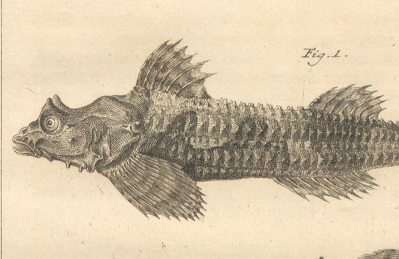 Front end of a dragon poacher, detail of fifth image, engraving in Spicilegia zoologica, by Peter Simon Pallas, vol. 2, fasc. 7, plate 5, 1769 (Linda Hall Library)
