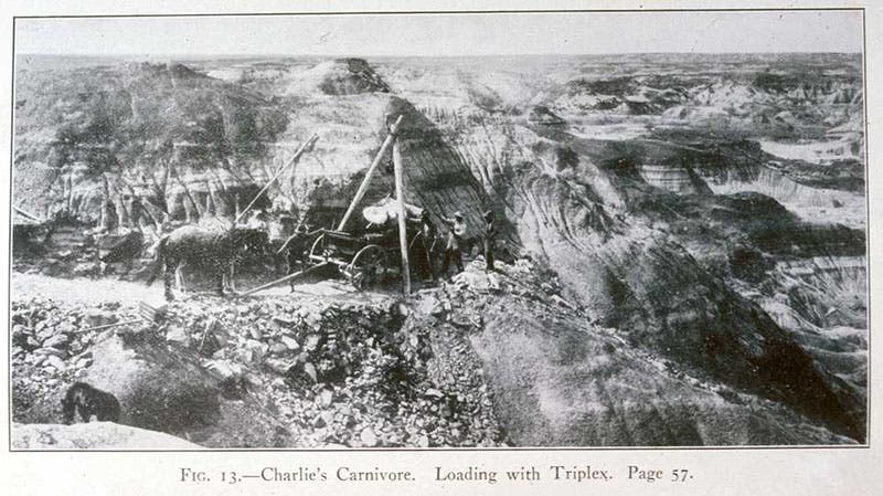 “Charlies’s carnivore,” later called Albertosaurus, being loaded at the site of recovery along the Red Deer River, in C.H. Sternberg, Hunting Dinosaurs in the Bad Lands of the Red Deer River, Alberta, Canada, 1917 (Linda Hall Library)