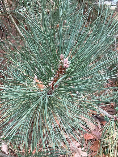 Austrian Pine leaf