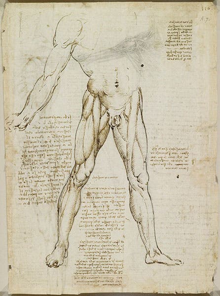 Muscles of the trunk and legs; black chalk, pen and ink, wash on paper; by Leonardo da Vinci, ca 1510-11, no. 919014, Royal Library, Windsor (rct.uk)