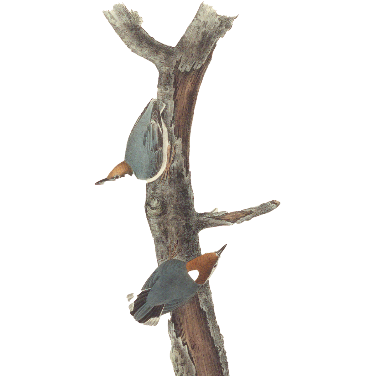 Audubon brown-headed nuthatch 
