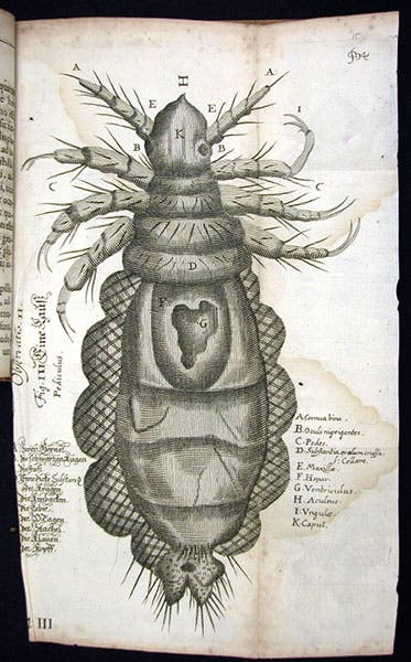 Magnified louse, engraving, Johann Franz Griendel, Micrographia nova, 1687 (Linda Hall Library)
