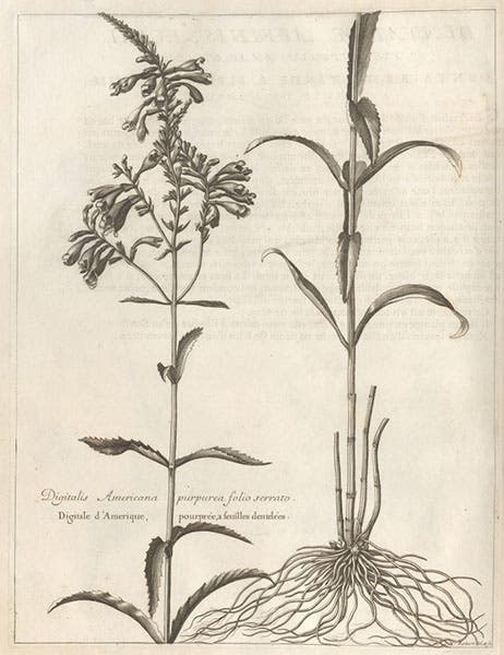 Digitalis americana, engraving by Nicolas Robert, in Denis Dodart, Mémoires pour servir à l'histoire des plantes, 1676 (Linda Hall Library)