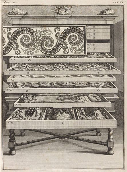 Assorted shells, animal parts, and insects, with many drawers opened to show their contents, engraving of cabinet 10, from Levinus Vincent, Elenchus, 1719 (Linda Hall Library)
