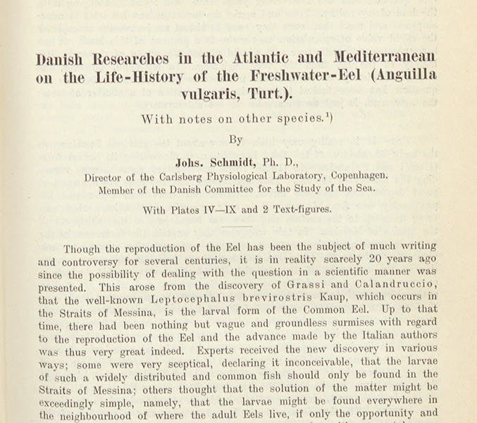 First paragraph, “Danish researches in the Atlantic and Mediterranean on the life-history of the fresh-water eel (Anguilla vulgaris),” by Johannes Schmidt, Internationale Revue der gesamten Hydrobiologie und Hydrographie, vol. 5, 1912 (Linda Hall Library).