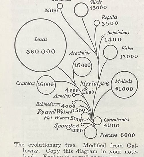 “The evolutionary tree,” diagram in A Civic Biology, by George W. Hunter, p. 194, 1914 (Linda Hall Library)