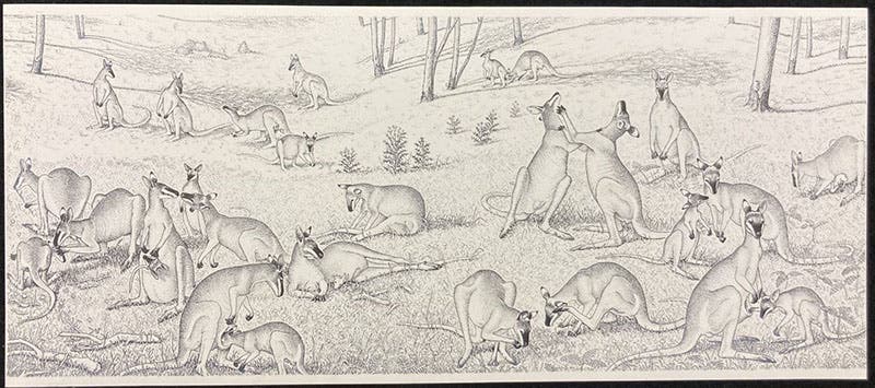 Kangaroos, pen-and-ink drawing by Sarah Landry, offprint from Sociobiology: The New Synthesis, by E.O. Wilson, fig. 23-2, pp. 470-71, 1975 (Dava Sobel)