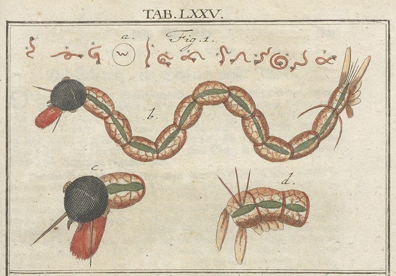 Harlequin worm, detail of hand-colored engraving, Mikroskopische Gemüths- und Augen-Ergötzung, by Martin Frobenius Ledermüller, plate 75, 1761 (The Linda Hall)