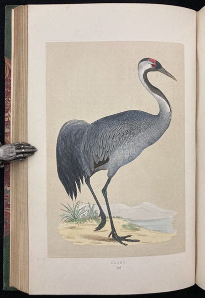 Crane, colored wood engraving by Benjamin Fawcett, A History of British Birds, by Francis Orpen Morris, vol. 4, plate 195, p. 87, 1855 (Linda Hall Library)