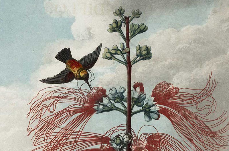 Detail of Large Flowering Sensitive Plant [Mimosa], hand-colored and color-printed engraving by Joseph Stadler, 1799, after painting by Philip Reinagle, in The Temple of Flora, by Robert Thornton, 1807 (Linda Hall Library)