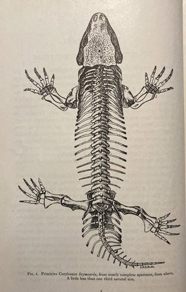 Seymouria, primitive Permian reptile, skeletal drawing and restoration by Samuel Wendell Williston, in his The Osteology of the Reptiles, ed. by William King Gregory, 1925 (Linda Hall Library)