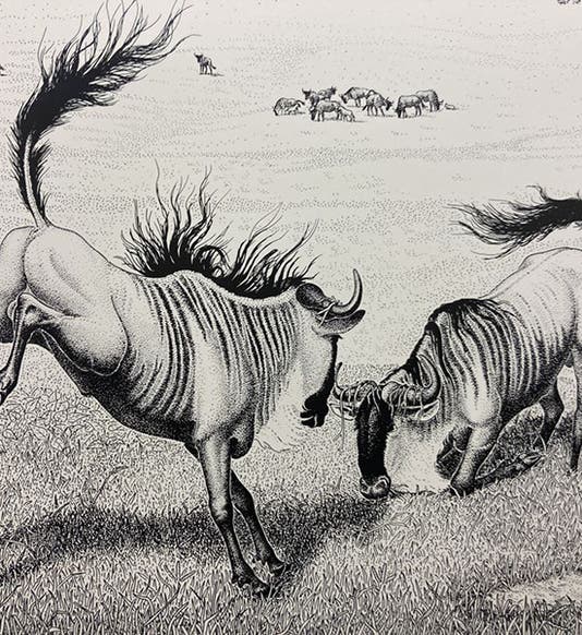 Blue wildebeest, pen and ink drawing by Sarah Landry, detail of offprint from Sociobiology: The New Synthesis, by E.O. Wilson, fig. 24-3, pp. 492-3, 1975 (Dava Sobel)