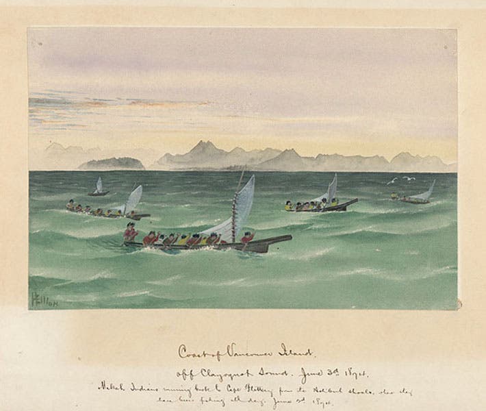  “Coast of Vancouver Island,” watercolor by Henry Wood Elliott, 1874, National Anthropological Archives, Smithsonian Institution (collections.si.edu)